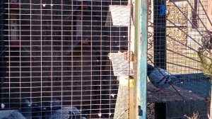 СПОРТИВНІ ГОЛУБИ МОЄ ХОБІ GOLEBIE POCZTOWE SPORT PIGEONS