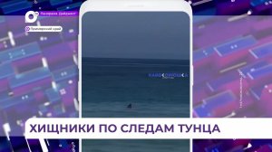 Активность акул в Приморье обусловлена прогревом акватории и подходом тунца