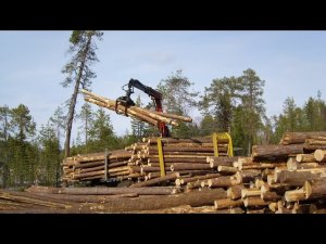 Лесопромышленный комбинат «HOLZ»