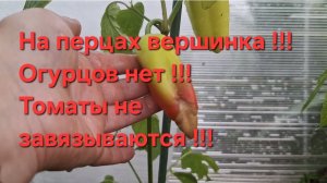 Обзор сладких перцев !!! Огурцы не растут !!! Томаты не завязываются !!!