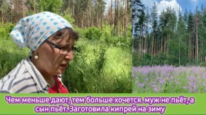 Чем меньше дают, тем больше хочется. Муж не пьёт, а сын пьёт. Заготовила кипрей на зиму