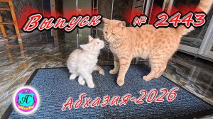 #Абхазия2026🌴 30.06.26г.🔥 Выпуск № 2443❗вчера +26°🌡ночью +20°🌡море +24,1°🐬