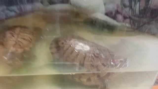 данное видео ролик мой отец снимал.