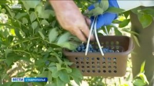 «Вести. Ставропольский край» 30.06.2026 (21.10)