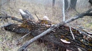 Бесплатный материал для бизнеса. ЛЕСНАЯ МЕБЕЛЬ