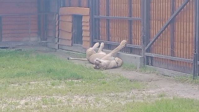 WCXP3345-29.06.2026-видео от Ивана смотреть онлайн