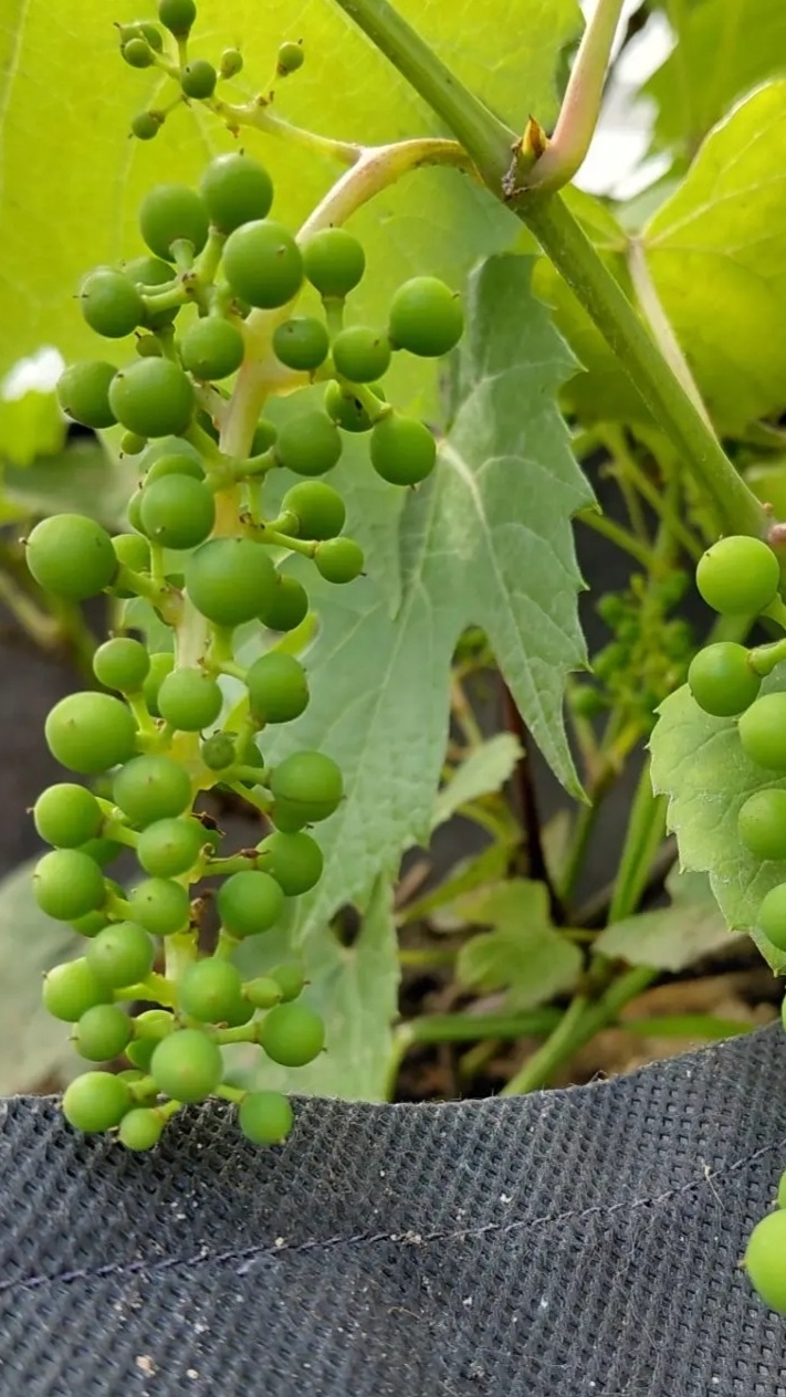 Мой виноград Зилга в июне: рост, грозди и мои решения 🍇 #виноградзилга #виноград #мойсад #дача