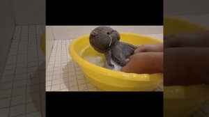 Как помыть Басика