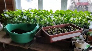 Гостевой дом и сарай для курей