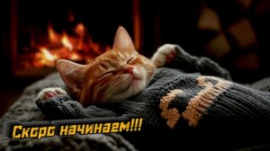 LIVE: NetrezvbIi_Kot