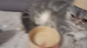 Распаковка Дамплинг 🥟😺