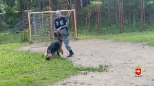 Кинологи Миасса пришли в гости к ребятам, отдыхающим в лагере «Синегорье»