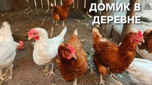 Домик в деревне Вечерний сбор яиц 30.06.26