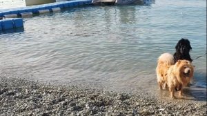 Гуляем на море с собаками/ Ежедневный влог