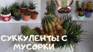 Суккуленты , выброшенные в январе