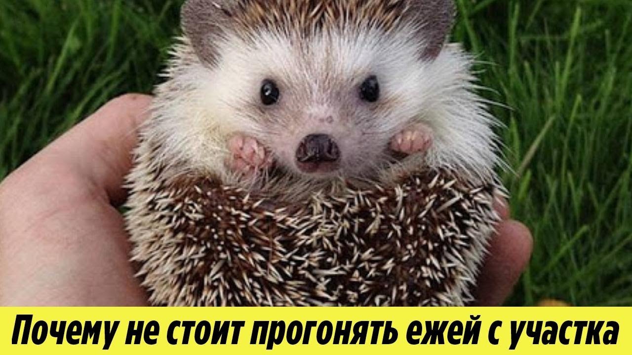 Ежи на Даче Почему не стоит прогонять Ежей с Огорода и как они могут быть полезны Дачная История смотреть онлайн