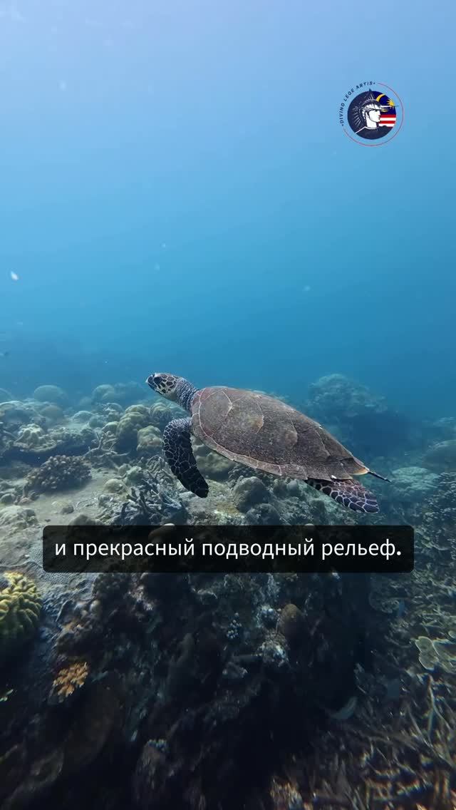 СЕМЬЯ НДЛ - MAORI (МАЛАЙЗИЯ)