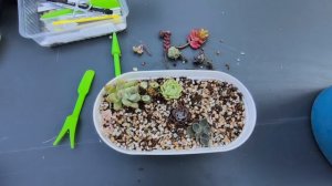 Суккуленты😍 посадка садика