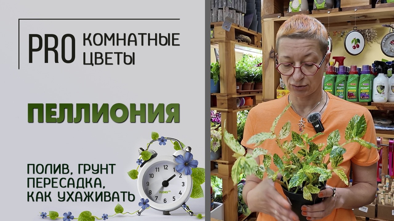 Про растение: пеллиония вариегатная. Как ухаживать за пеллионией полив свет грунт пересадка.