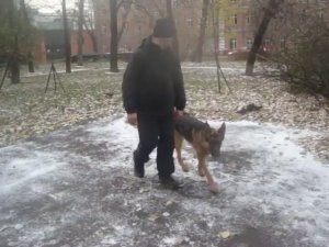 Немецкая овчарка. Экзамен ОКД. Лакомство на земле.