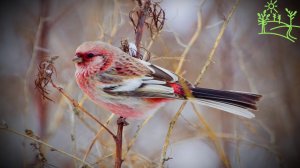Голоса птиц Как поёт Урагус или длиннохвостый снегирь (Uragus sibiricus)