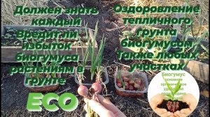 Должен знать каждый.Вредит ли избыток биогумуса в грунте для растений.Оздоровление тепличного грунта