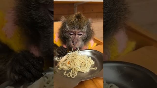 Makaki Macaroni