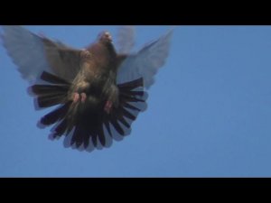 Фёдоровский голубедром. 3.07.21