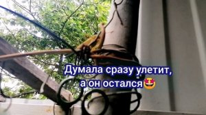 Думала сразу улетит, а он решил остаться🤩