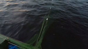 Рыбалка сетью. Омуль, сплав на дальних берегах..