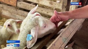 В Крыму работает предприятие полного цикла по производству продукции из овечьего молока