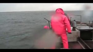 Мутник (донный невод). Чудское озеро. 2008