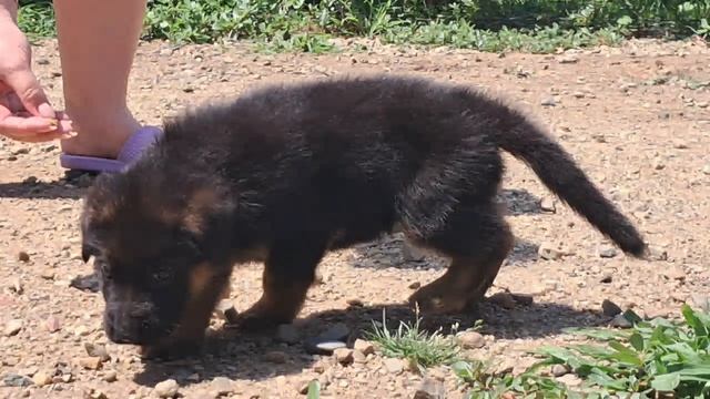 Баларис АЛМАЗ,  1 месяц 7 дней.