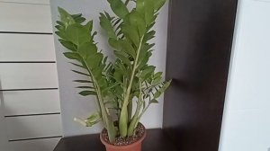 Зацвёл замиакулькас.29.06.2026