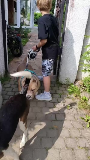 гуляем с собаками