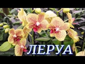№232/ Обзор свежих орхидей и комнатных растений в ЛЕРУА МЕРЛЕН на Новой Адыгеи  Много уценки по 150