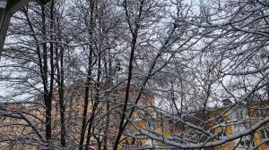 Приключения одного дерева