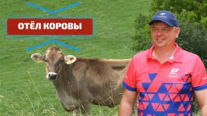 Отёл коровы. Как подготовить место и корову для отёла? Советы и рекомендации для начинающих фермеров