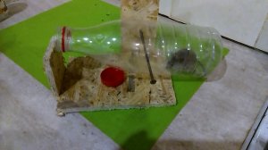 Мышеловка из бутылки