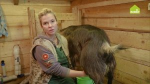 ДОЙКА КОЗЫ. Как правильно доить козу. Советы фермера по дойке козы. Секреты животноводства