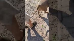 гуляем с собачками