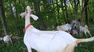 Козы пасутся.