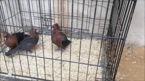 Купил голубей Архангельские снегири