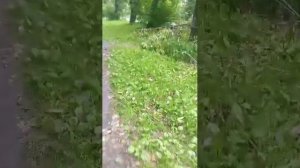 стрим прогулка всем привет