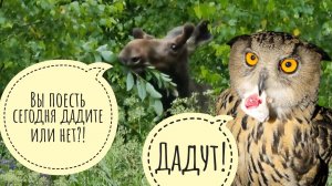 Полевые лоси растревожены нашими прогулками. Козёл не хочет дружить кошку Морошку