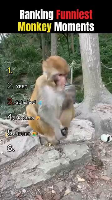 ОНИ СМЕШНЕЕ ВСЕХ, КОГО ТЫ ЗНАЕШЬ 🐒 Угарные обезьяны и их выходки 🤣 Ранки 2026 🔥