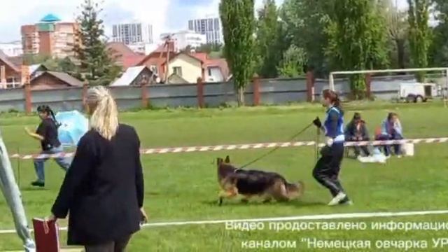 ПОДРОСТКИ СУКИ ДШ / КЧК УФА 6 июня`26 З.Данильченко Моно немецких овчарок