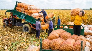 Покупка 3х тонн кукурузы у фермеров 🌽 Доставка на рынок грузовиками.