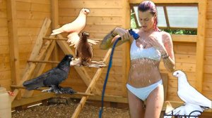 Я Провел 100 Часов Внутри Голубятни! Двухчубые голуби. Tauben. Pigeons. Palomas. Pombos. 비둘기.