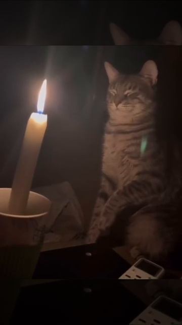 Что глаза портишь🐱